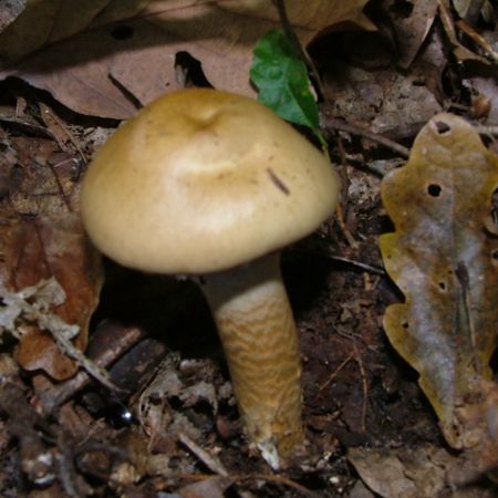 Cortinarius trivialis